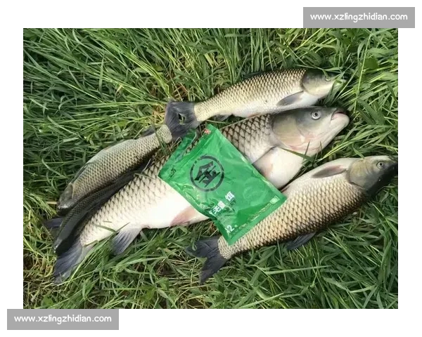 全国钓鱼爱好者赛事信息查询与参赛指南全攻略